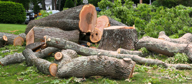 How Our Tree Care Process Works  in  Mabscott, WV